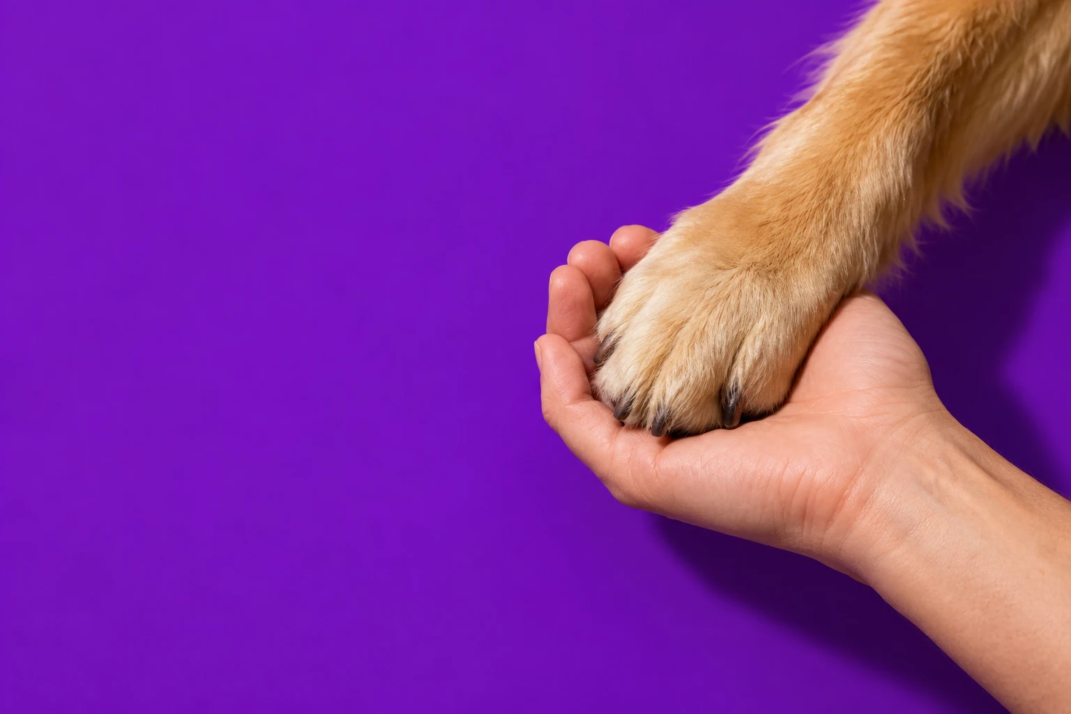 Una mano accoglie la zampa di un cane su fondo viola.